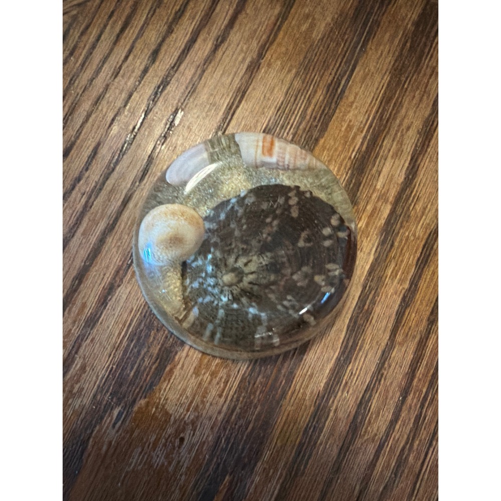 Vintage Resin Seashell Paperweight Coastal Beach Scene Sand Shell Decor Disc